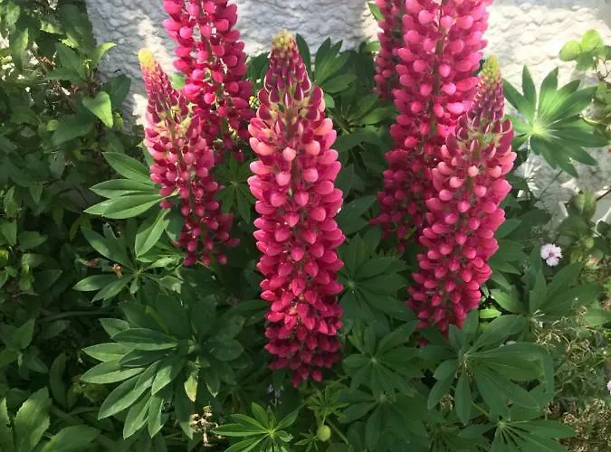 ベッド・アンド・ブレックファスト The Artist Dublin Boutique サットン